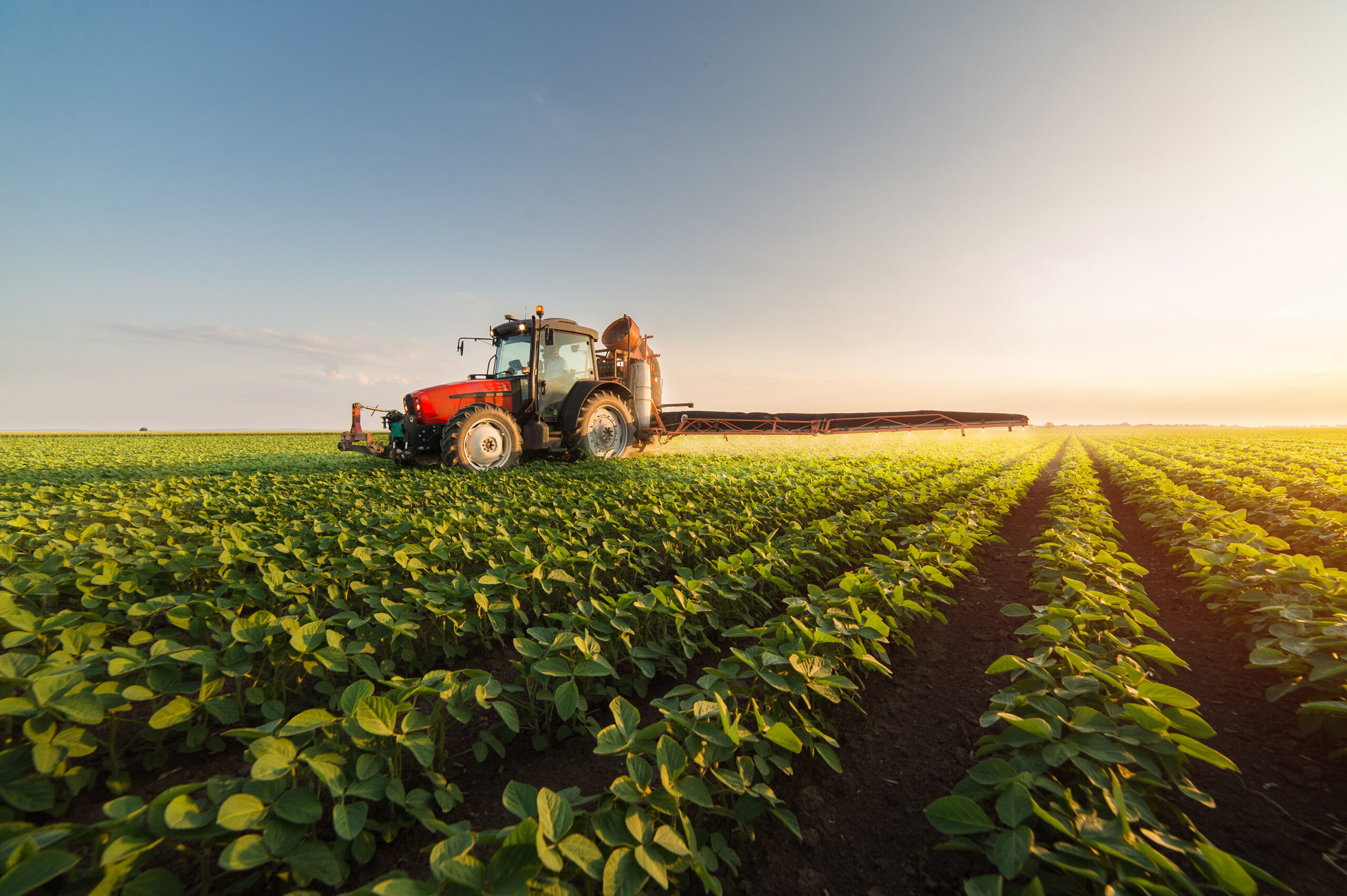 Tractor spraying soybean field at spring